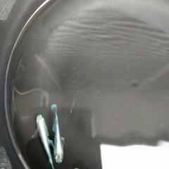 ❮お渡し者決定❯マリアージュキッシングワイドフィン 10匹の画像