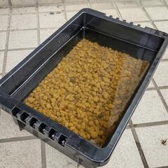 MIXメダカ5匹　屋外飼育セット⑥