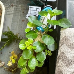 水草『ウキバルドウィジア』　　の画像