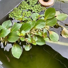 水草『ウキバルドウィジア』　　の画像