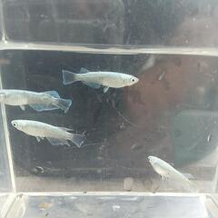 ❮お渡し者決定❯マリアージュキッシングワイドフィン 10匹の画像