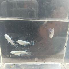 ❮お渡し者決定❯マリアージュキッシングワイドフィン 10匹の画像