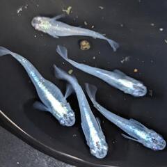 紫陽花（アジサイ）【メダカ】約3cm