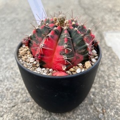 ギムノカリキウム　ミハノビッチ（緋牡丹錦）