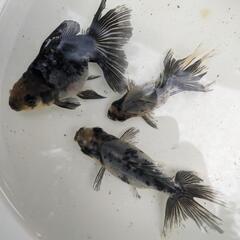 東海錦キャリコ（三色）【金魚】当歳