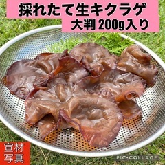 【決まりました】④【採れたて】自家製 生キクラゲ菌床栽培 200g