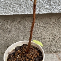 グァバ ホワイト 苗木 50cmくらいの画像