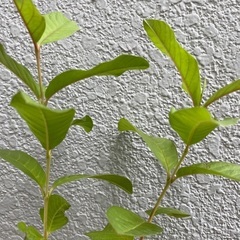 グァバ ホワイト 苗木 50cmくらいの画像