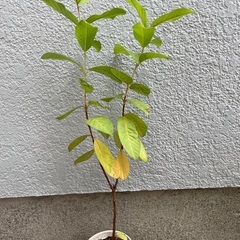 グァバ ホワイト 苗木 50cmくらい