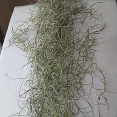 エアープランツ  ウスネオイデスの画像