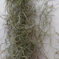 エアープランツ  ウスネオイデスの画像