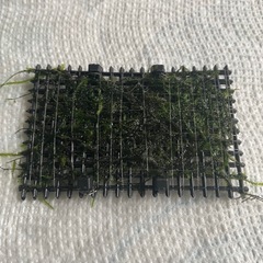 水草　ウィローモスsp マット　トリミング