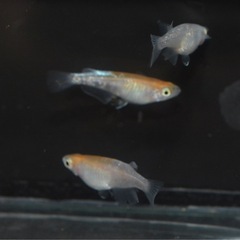 メダカ　朱紅玉　５匹セット