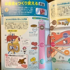人体図鑑の画像