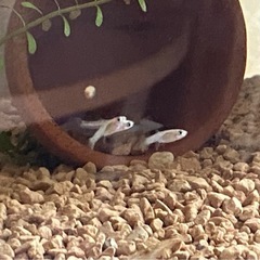 グッピー　成体　稚魚　熱帯魚の画像