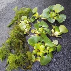水草