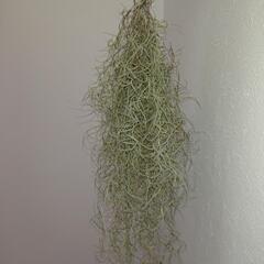 エアープランツ  ウスネオイデスの画像