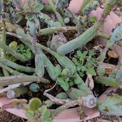 観葉植物