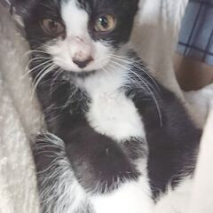 黒白穏やか子猫オス - 世田谷区