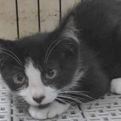 黒白穏やか子猫オス - 猫