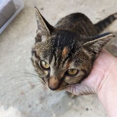 可愛いキジトラちゃんです。