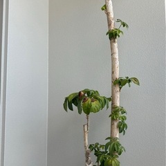 観葉植物の画像