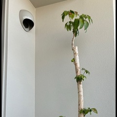 観葉植物の画像