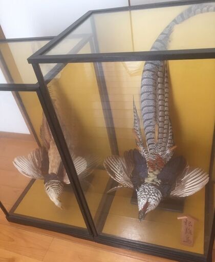 雉　キジ　剥製　雌雄　オス　メス　ケース入り
