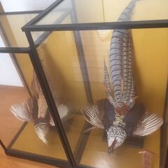 雉 キジ 剥製 雌雄 オス メス ケース入り