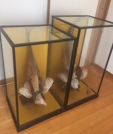 雉 キジ 剥製 雌雄 オス メス ケース入り