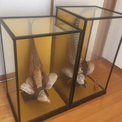 雉 キジ 剥製 雌雄 オス メス ケース入り