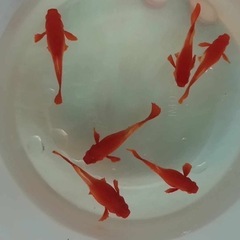 スーパ　レッド　丹頂レッドエアー　1ペア　#グッピー　#guppy
