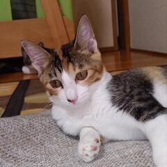 【里親さん決まりました】子猫4ヶ月２匹里親さんを探しています　ありがとうございました - 里親募集