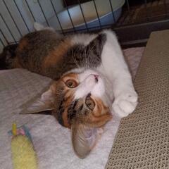 【里親さん決まりました】子猫4ヶ月２匹里親さんを探しています　ありがとうございました − 福島県