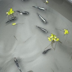 メダカ　墨武　改良メダカの画像