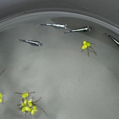 メダカ　墨武　改良メダカの画像