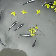 メダカ　墨武　改良メダカの画像