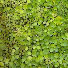 【受け渡し決定】浮草・水草