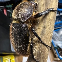 ヘラクレスオオカブト(レッドアイ)メスの画像