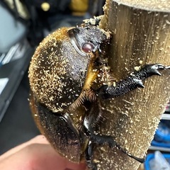 ヘラクレスオオカブト(レッドアイ)メス