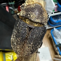 ヘラクレスオオカブト(レッドアイ)メスの画像