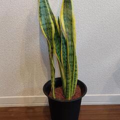 観葉植物　サンスベリア