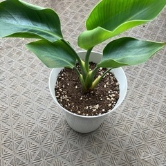 植物🪴ストレチアの画像