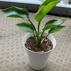 植物🪴ストレチア