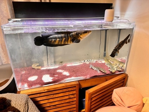 熱帯魚　残り水槽用品