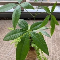植物🪴パキラ、シダの画像
