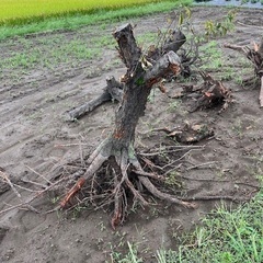 木の根
