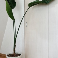 観葉植物 ストレチア・オーガスタ