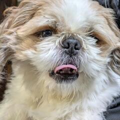 ♫ワンちゃんと触れ合いたい方♫