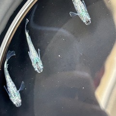 メダカ ゴブリン 稚魚 10匹 サバンナ様血統